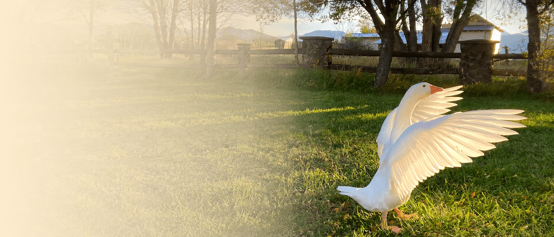 White goose standing in grass on the farm